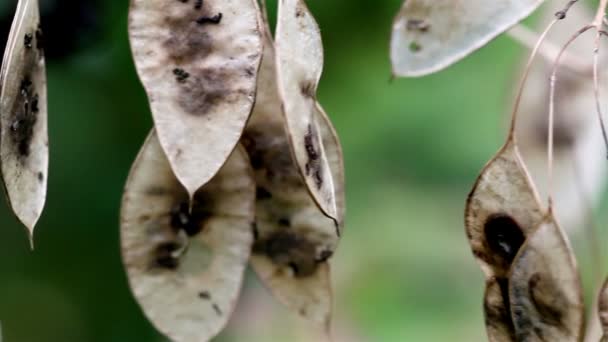 Lunaria rediviva perenn ärlighet vissnade blad på grenen — Stockvideo