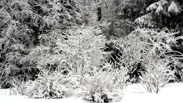 Bomen zijn bedekt met dikke sneeuw — Stockvideo