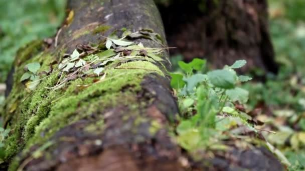 Árbol tronco en el suelo — Vídeo de stock