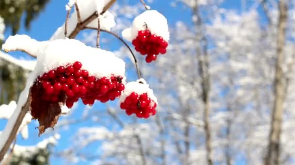 Tři růže Kalina viburnum opulus pokryté sněhem — Stock video