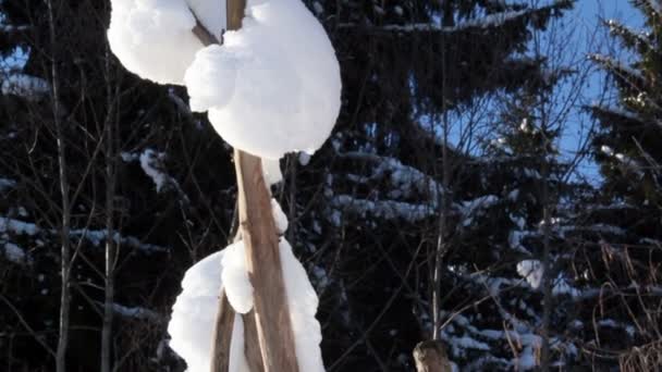 Een boomtak bedekt met sneeuw — Stockvideo