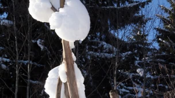 A tree branch covered with snow — Stock Video