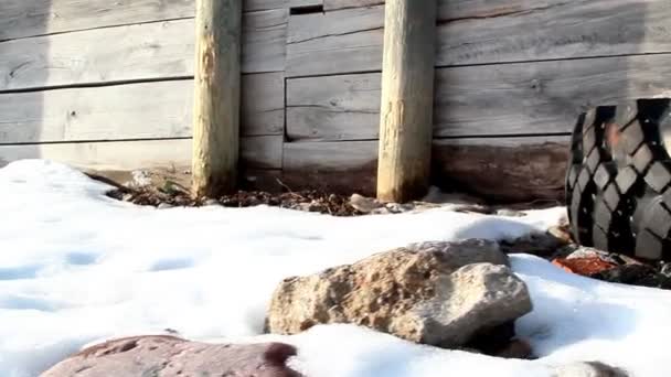 Weißer Schnee bedeckt die Gegend — Stockvideo