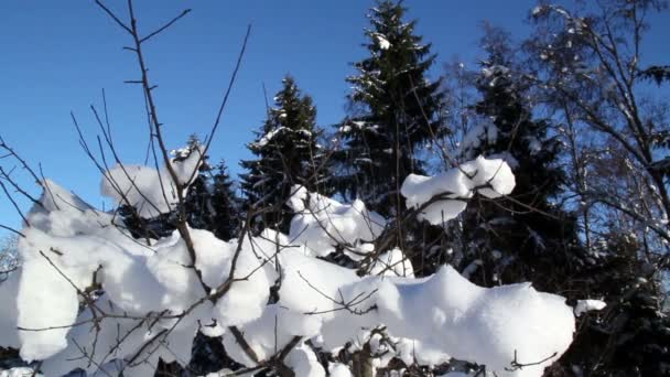 Twijgen van een plant zijn bedekt met sneeuw — Stockvideo