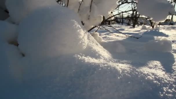 Neige épaisse recouvrant les tiges sèches 