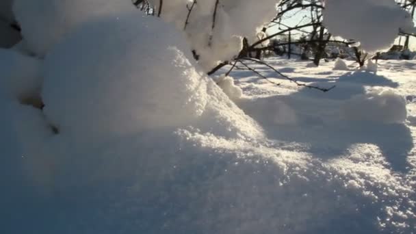 Dik sneeuw die betrekking hebben op de droge stengels — Stockvideo