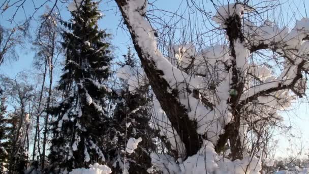 Ένα φυτό που καλύπτεται με παχύ χιόνι — Αρχείο Βίντεο