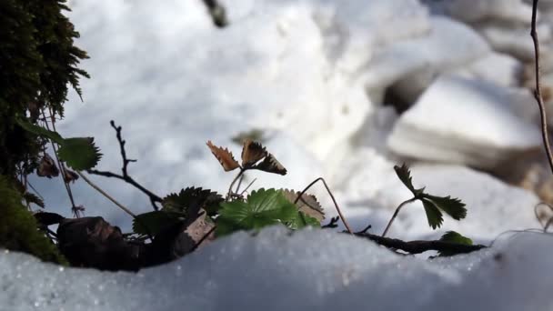 Enkele blaadjes op de met sneeuw bedekte gebied — Stockvideo