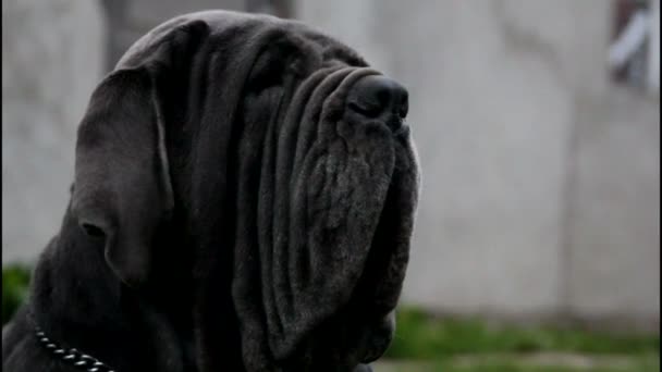 Black neapolitan mastiff — Stock Video