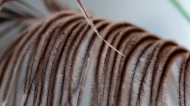 Μια αφρικανική στρουθοκαμήλου φτερό-όπως καφετί φύλλο — Αρχείο Βίντεο