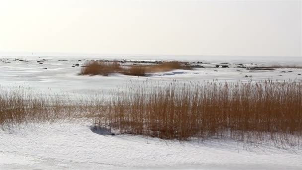 Пшеничная трава стоит на снегу — стоковое видео