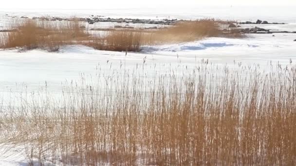 在雪地上一些芦苇小麦草 — 图库视频影像