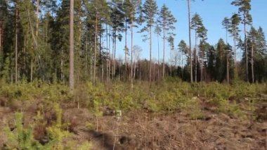 alan çam pinus silvestris ağaçları ile çevrili