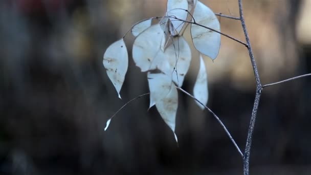 Lunaria 青蒿年度诚信植物与枯萎的树叶上 — 图库视频影像