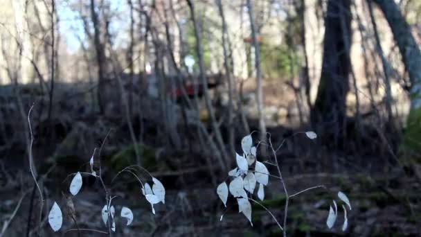 Några små vissnade lunaria annua årlig ärlighet växter på marken — Stockvideo