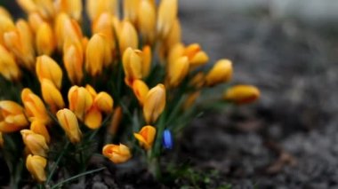 Turuncu yaprakları bitkisi tesisi