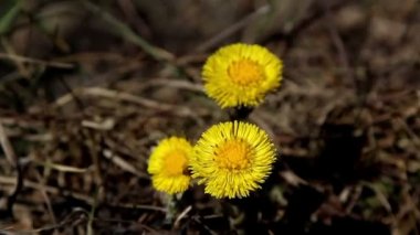 üç çiçek coltsfoot bitki