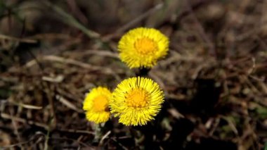 yere sarı coltsfoot çiçek