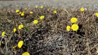 Sarı coltsfoot yerde bir sürü