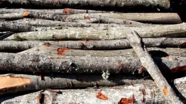 yerde yatan çeşidinde kümesi