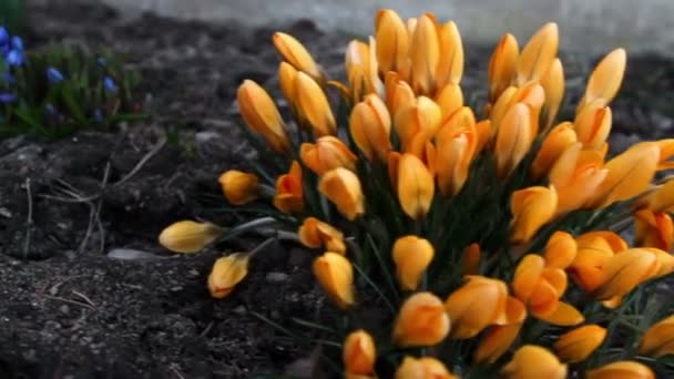 Ένα πορτοκαλί φυτό κρόκος στο έδαφος — Αρχείο Βίντεο