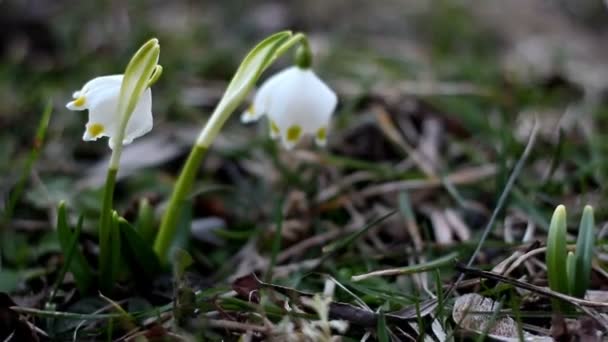 Два білих пелюстки весняної сніжинки — стокове відео
