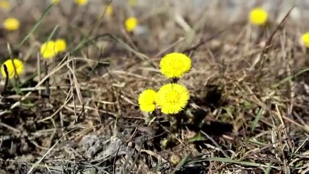 Ближе вид завода Coltsfoot — стоковое видео