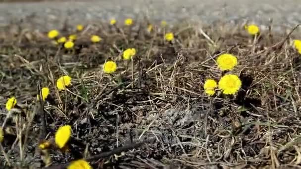 Много жёлтого Coltsfoot на земле — стоковое видео