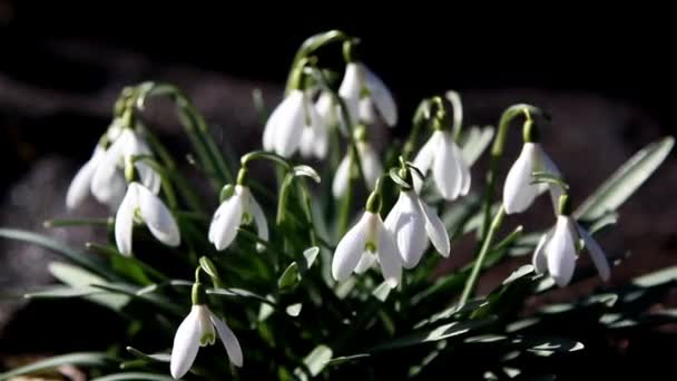 Beautiful Galanthus plant on the ground — Stock Video