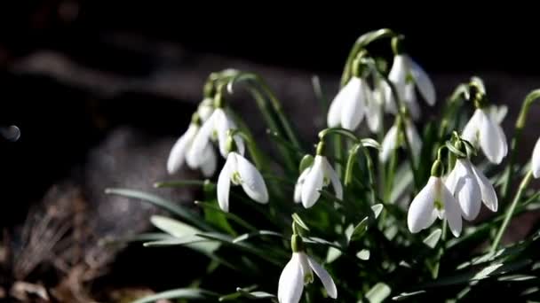 Bonito snowdrop plantas — Vídeo de Stock