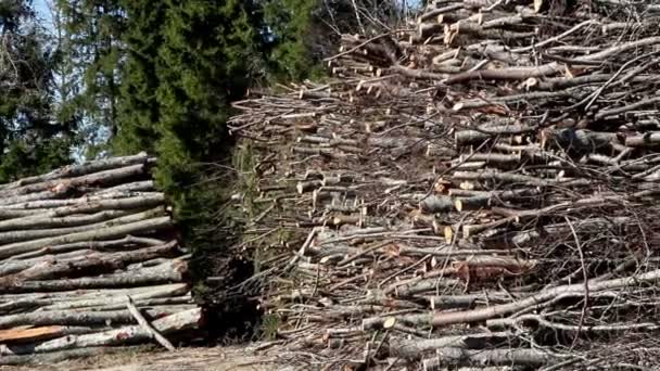 Beaucoup de bois prêts à être transportés — Video