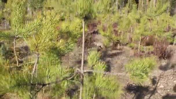 Grands arbres dans la forêt — Video