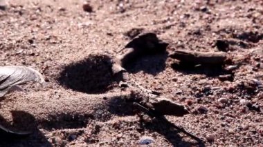 bazı deniz kum üzerinde