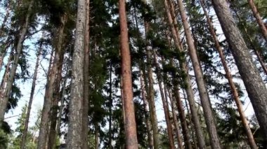 Yeşil çam ağaçlarının orman ayarla