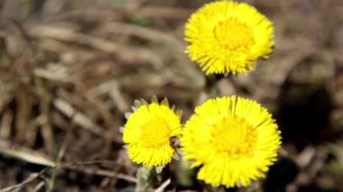 üç sarı coltsfoot çiçek