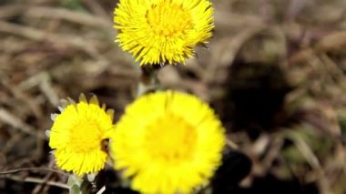 coltsfoot sarı çiçek