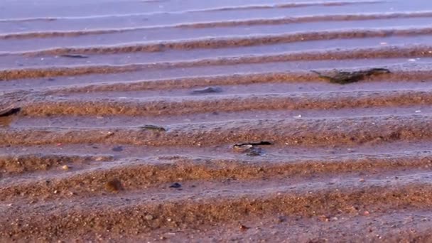 Einige der Reifenabdrücke auf dem Sand — Stockvideo