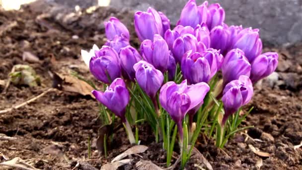 Purpurové květy crocus rostlin — Stock video