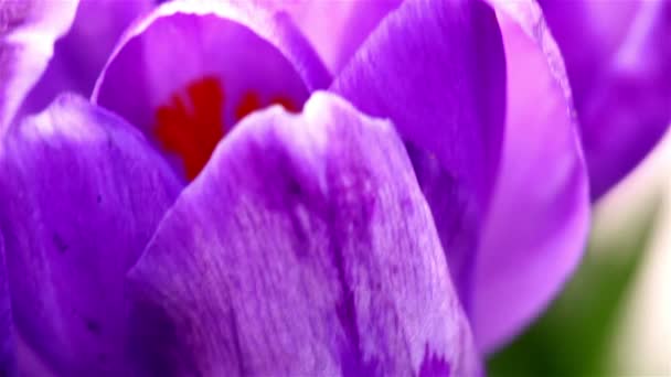 Closer view of the petals of the crocus plant — Stock Video