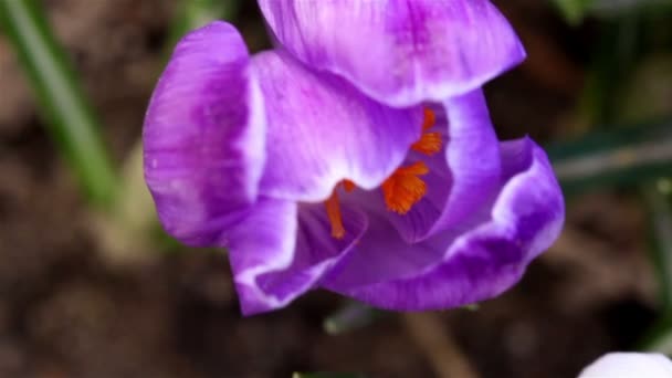 Flygfoto över kronblad av crocus anläggningen — Stockvideo