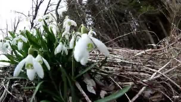 Un labrador blanco oliendo la planta de la gota de nieve — Vídeo de stock