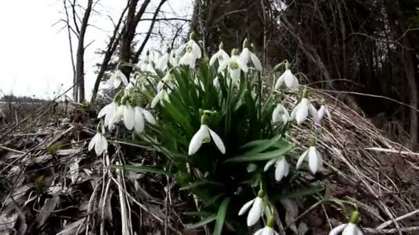 Een labrador retriever en de snowdrop plant — Stockvideo