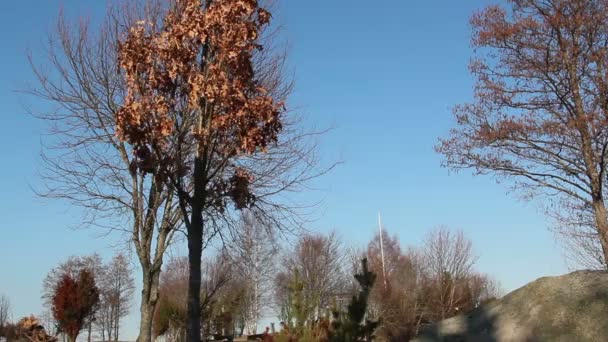 An oak tree on a spring — Stock Video