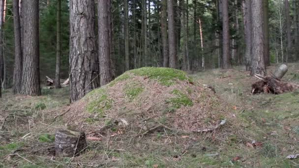 Vue de plus près de la colline dans la forêt 
