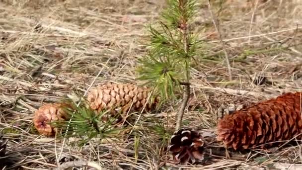 Çam kozalakları bir kaç yere dağılmış — Stok video