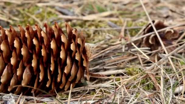 Side view of the spruce cone — Stock Video