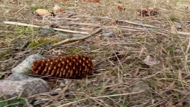 Un sacco di coni di abete rosso a terra — Video Stock