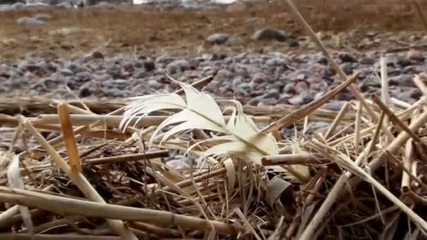 Een witte veer op de grond — Stockvideo