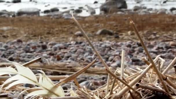 Tallos marchitos de cañas en el suelo — Vídeos de Stock