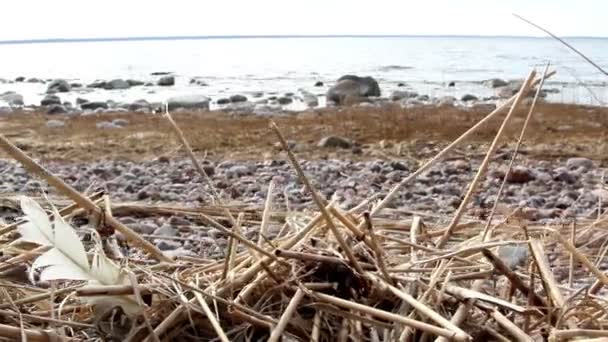 Veel van verdorde stammen op de rotsachtige grond — Stockvideo